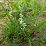 Spiranthes vernalis Kukka