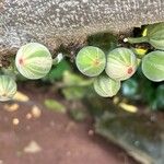 Ficus aspera Fruit