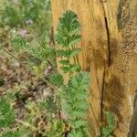 Erodium aethiopicum पत्ता