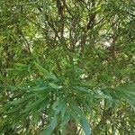 Acacia confusa Lehti