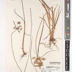 Cyperus trigonellus Sonstige