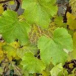 Vitis vinifera ഇല