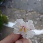 Tabebuia roseoalba Цветок