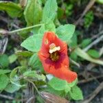 Mimulus cardinalis Otro