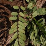 Dalbergiella welwitschii Hoja