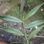 Tridactyle lagosensis Leaf
