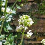 Valeriana phu Flower