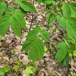 Caulophyllum thalictroides Blatt