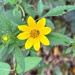 Bidens aristosa Květ