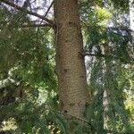 Abies holophylla Bark