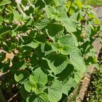 Salvia tiliifolia Hostoa