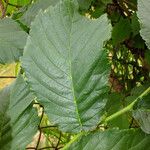 Ulmus davidiana Leaf