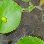 Nymphoides indicaFlower