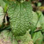 Lamium flexuosum Lapas