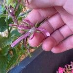 Campanula punctata Flower