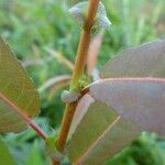 Salix barrattiana 葉
