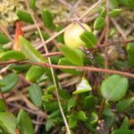 Vaccinium oxycoccos Fuelha