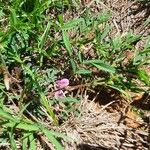 Tephrosia subtriflora Folha