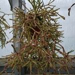 Rhipsalis neves-armondii Libunga