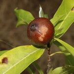 Alibertia edulis Fruit