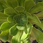 Aeonium undulatum Лист