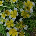 Limnanthes douglasii Other