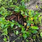 Polygonum cognatum Hoja