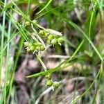 Carex alba 果實