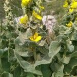 Verbascum undulatum Leaf