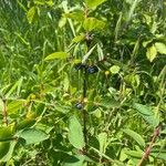 Lonicera caeruleaFeuille