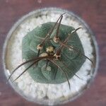 Matucana madisoniorum 葉