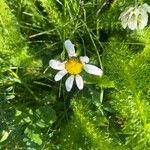 Anthemis cotula 花