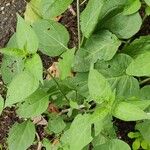 Solanum dulcamara Лист