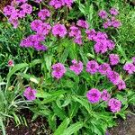 Verbena rigida Habitus