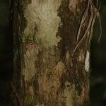 Eschweilera congestiflora Corteza