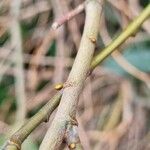 Salix aurita Žievė
