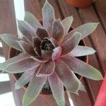 Sempervivum tectorumLeaf