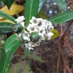 Chassalia gaertneroides Blüte