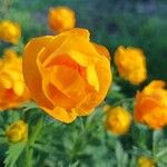 Trollius asiaticus Kvet