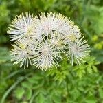 Thalictrum aquilegiifolium പുഷ്പം