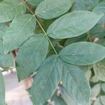 Wisteria frutescens Leaf