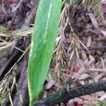 Phyllostachys nigra Folha