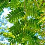 Plectrocarpa arborea Leaf