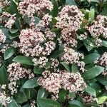 Skimmia japonica عادت داشتن