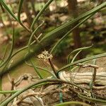 Tridactyle filifolia Floro