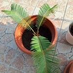 Cycas revolutaFolha