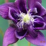 Aquilegia atrata Žiedas