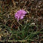 Armeria malinvaudii Habit