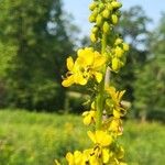 Senna marilandica Flower