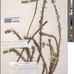 Helichrysum brunioides Other